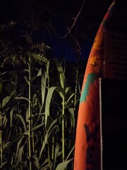 Surfboard Bamboo Night