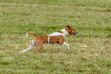 Naklejka na ściany i meble Basenji dog running in white jacket on coursing field