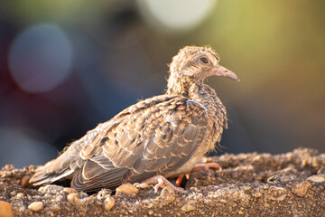 Dove, details of a baby dove on a wall in a certain morning, natural light, selective focus.