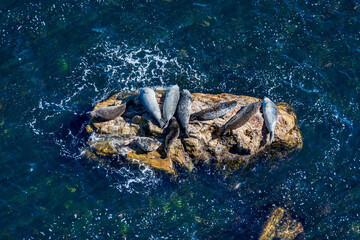 Obraz premium Aerial view of Harbour Seals resting on rocks.