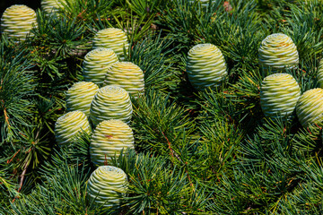 Young cones growing on a branch of a Cedar Tree (Cedrus libani) Cedar of Lebanon or Lebanon Cedar