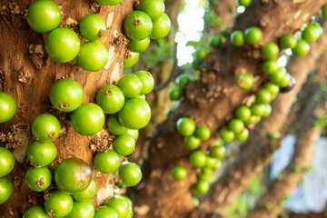 Jabuticaba, beautiful details of a jabuticaba tree loaded with still green fruits, natural light, selective focus.