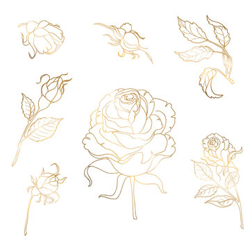 Rose gold flower is drawn by hand with thin lines. A set of buds and branches, leaves. Vector illustration isolated on white background vector.