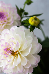 Beautiful autumn bouquet of spherical dahlias close-up on a gray wall background