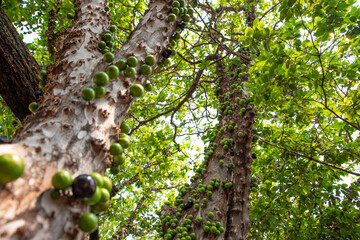 Fototapeta na wymiar Jabuticaba, beautiful details of a jabuticaba tree loaded with still green fruits, natural light, selective focus.