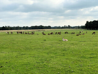 Obraz premium A view of a herd of Fallow Deer