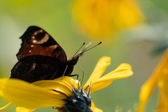 Schmetterling auf Gelber Blume. Das Pfauenauge trinkt an einer Sonnenblume im Sonnenuntergang. Sommer strahlendes Bild für sämtliche Anwendungen.