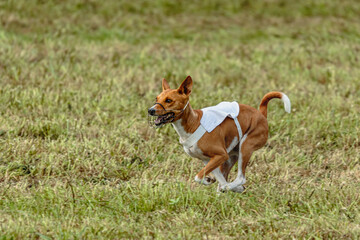 Basenji dog running in white jacket on coursing field