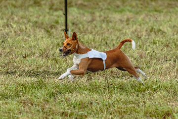 Basenji dog running in white jacket on coursing field