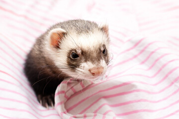 Fototapeta na wymiar Front view of a Ferret looking at the camera