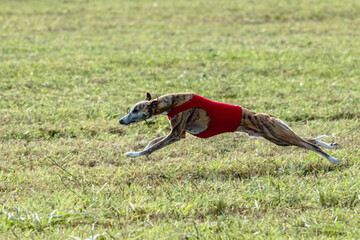 Whippet dog running in a red jacket on coursing field