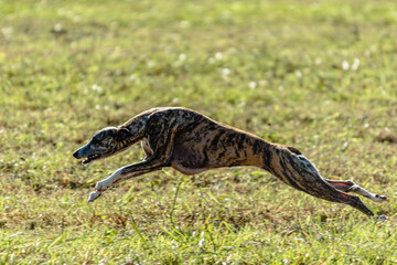 Whippet sprinter dog running and chasing on the field