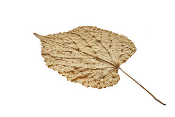 A dried poplar leaf is yellow on a white isolated background close-up. Pronounced poplar leaf texture