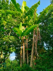 Obraz premium tropical forest