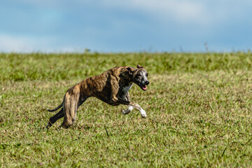 Whippet sprinter dog running and chasing on the field
