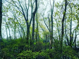 trees in the forest