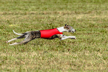 Whippet dog running in a red jacket on coursing field
