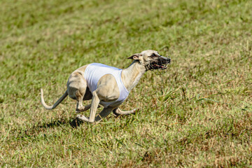 Whippet dog running in white jacket on coursing field