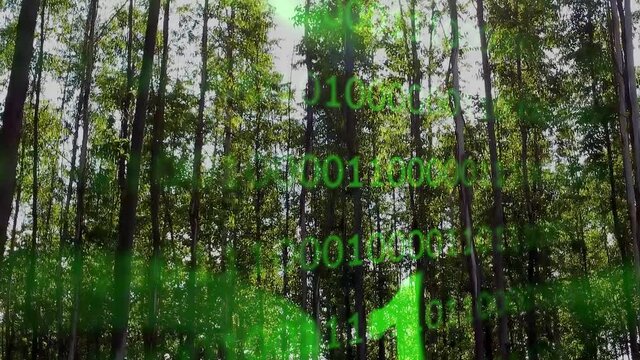 Eucalyptus forest. Eucalyptus trees. Eucalyptus forest with counter of animated numbers. Green energy.   Nature backgraound. Clean energy. Nature preservation.