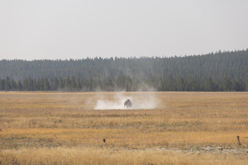 country geese in a field