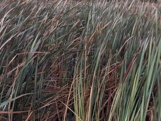 grass in the wind