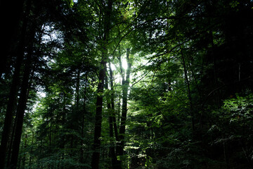 Fototapeta na wymiar Lights and shadows in dark forest PL