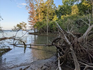 forest along the river