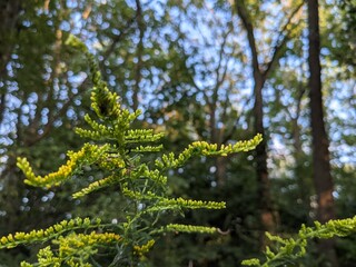 fern in the forest