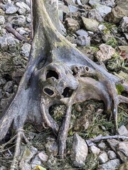 roots of a tree