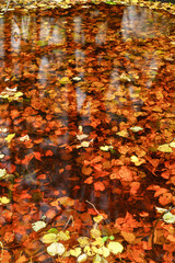 autumn leaves on water