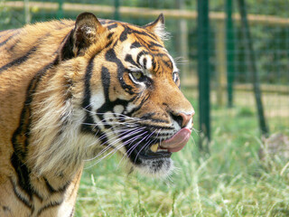 Fototapeta na wymiar Profile of a tiger head
