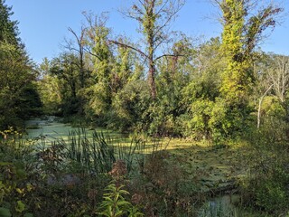 lake in the woods