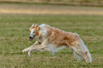 Borzoi dog running and chasing lure on field