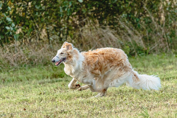 Borzoi dog running and chasing lure on field