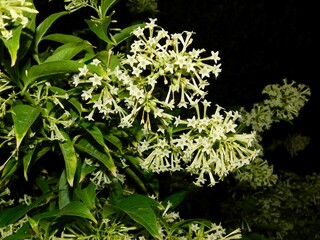 Night blooming jasmine, or Cestrum nocturnum flowers, opening in the dark