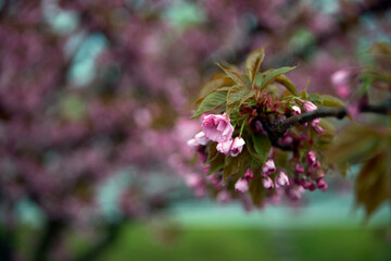 Cherry blossoms. Japanese tree in pink colors. High quality photo