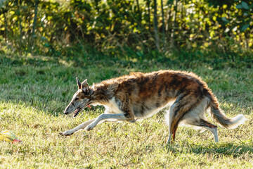 Borzoi dog running and chasing lure on field