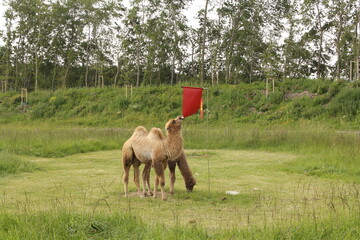 two cute little camels are grazing and playing in a green meadow in the dutch countryside at an...