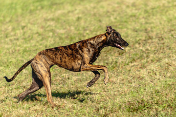 Obraz na płótnie Canvas Greyhound dog running and chasing lure on field