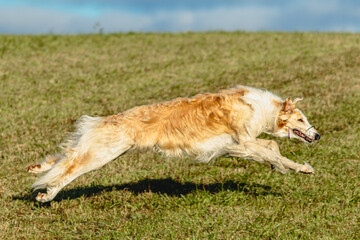 Borzoi dog running and chasing lure on field