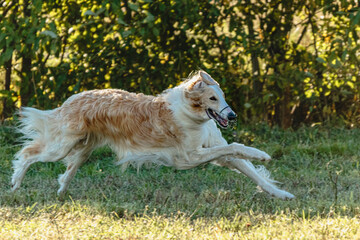 Borzoi dog running and chasing lure on field