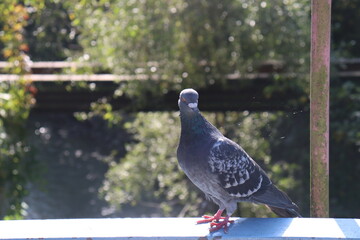 dove bird of peace posing at the camera in the rays of the autumn sun standing on the handrail of the old iron bridge of a small village