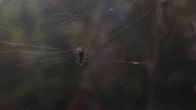 a cobweb is stretched between the branches of the trees. the spider sits in the net