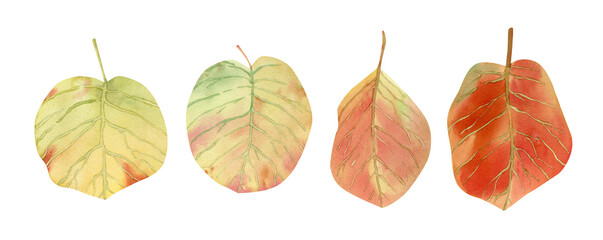 Watercolor birch leaves illustration. Botanical illustration with autumn leaf in yellow, green, red, orange colors for fall textile and decorations