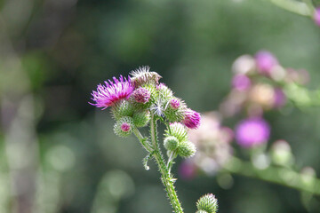 Purple burdock flowers by the road