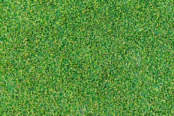 Fototapeta premium Green grass texture background, top view