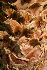 Palm tree trunk texture close up in the sun background