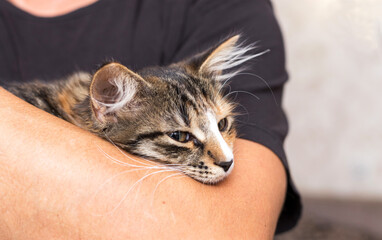 A cute little kitten is lying in the arms of a man. He has a funny half-black, half-gray nose. It is tricolor. Close up.