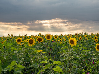 Obraz premium sunflowers on the field in sunshine