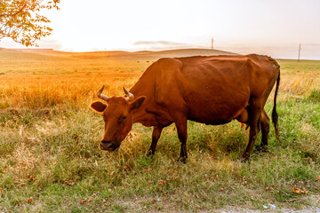 A cow tormented by flies at sunset